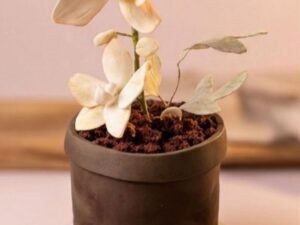 Mini Bolo Orquidea